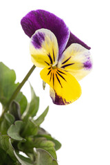 Viola tricolor, lat. Johnny Jump up, or Viola cornuta, lat. Horned Violet, isolated on white background