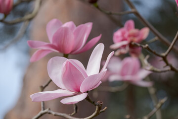 Close up of beautiful pink flowers of the Magnolia Campbellii tree, photographed in the RHS Wisley garden, Surrey UK.