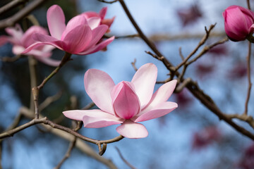 Close up of beautiful pink flowers of the Magnolia Campbellii tree, photographed in the RHS Wisley garden, Surrey UK.