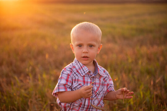 Close up portrait of little boy in plaid shirt. Todder with emotions eats spikelet of wheat