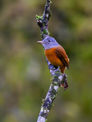 Gray-hooded Attila on stick in Atlantic Forest, Brazil