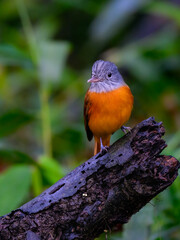 Gray-hooded Attila on snag in Atlantic Forest, Brazil