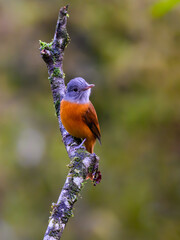 Gray-hooded Attila on stick in Atlantic Forest, Brazil