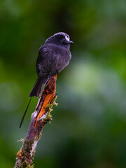 Long-tailed Tyrant on stick in Atlantic Forest, Brazil