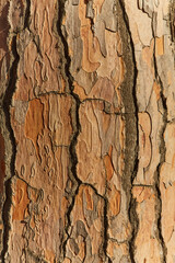 bark of old pine tree texture, background