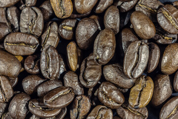 Close up on a bunch of roasted coffee beans, light brown and yellow roast. These are Arabica coffee beans, with no background, shiny.