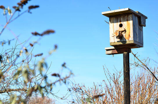 View of wooden bird house on sunny day