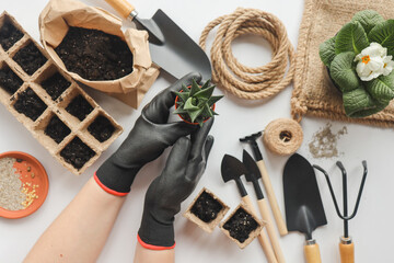 Cactus in hands against the background of gardening tools