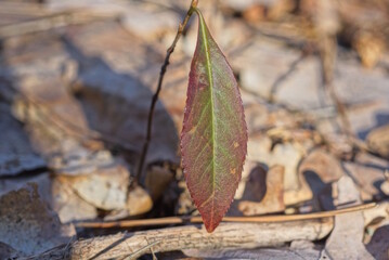a small sprout of a wild plant with one red green leaf among gray dry vegetation on the ground in a spring forest