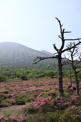 逆光が美しい初夏の鹿ヶ原の風景