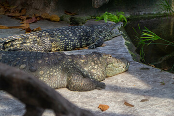Two alligators are laying on a rock in a pond. High quality photo