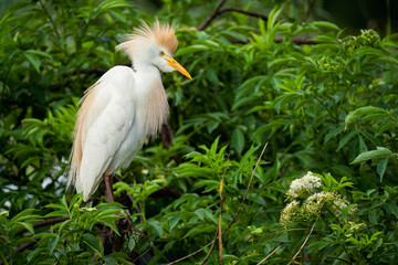 Cattle Egret