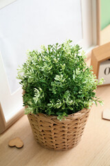 Artificial houseplant on table in room, closeup