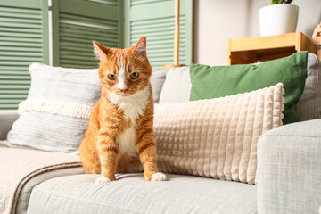 Funny red cat on sofa at home