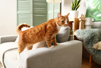 Funny curious red cat on sofa at home
