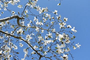 Kobus magnolia blossoms. A representative flowering tree that blooms white flowers in early spring and heralds the arrival of spring. The buds are dried and used as a herbal medicine.