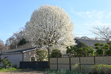 Kobus magnolia blossoms. A representative flowering tree that blooms white flowers in early spring...