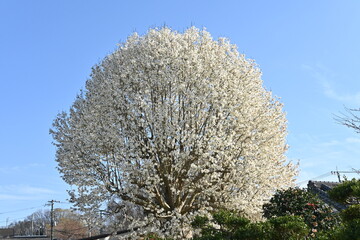Kobus magnolia blossoms. A representative flowering tree that blooms white flowers in early spring...