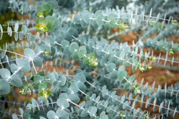 Powdery eucalyptus baby blue - Medicinal leaves of eucalyptus