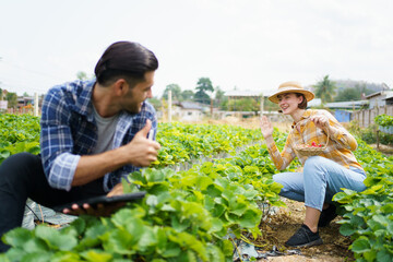 Happy cheerful male and female strawberry farmer or gardener inspecting a strawberry planting and agricultural products in a row, gardeners collecting and analyzing a strawberry growing information.