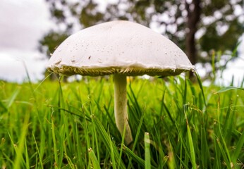 Close Up of a Toadstool