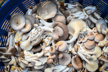 Fresh grey oyster mushroom on basket, fresh raw oyster mushroom for cooking food or sell in the market