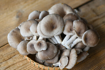 Fresh grey oyster mushroom on wooden background, fresh raw oyster mushroom for cooking food