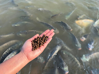 Feed the fish, close up brown pellets feeds for fish in hand, feed fish from feeding food on water surface ponds on water surface ponds, fish farm - 585587376