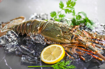 spiny lobster seafood on ice, fresh lobster or rock lobster with herb and spices lemon parsley on dark background, raw spiny lobster for cooking food or seafood market