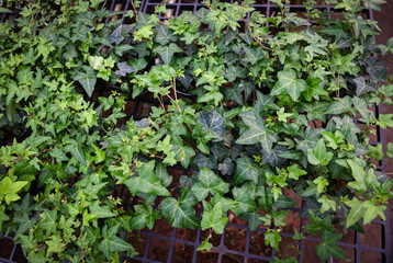 common ivy plant grow on pot in greenhouse, european ivy, english ivy or green ivy (Hedera helix) - tree ornamental plant reduce carbon