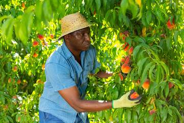Skilled focused african american farm worker engaged in ripe peaches harvest, working in summer fruit garden ..