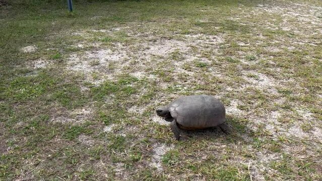 Turtle running across grass into woods