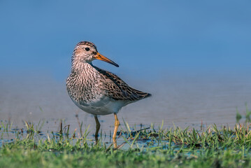 A pectoral sandpiper, Calidris melanotos, on the green grasses by the water. 