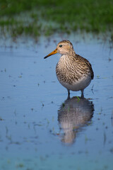 A  pectoral sandpiper, Calidris melanotos, in the water with reflections. 