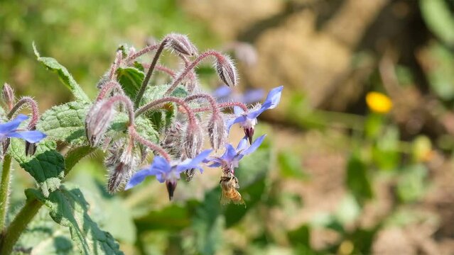 Macro view of Honey bee pollinating spring officinalis borage flowers plant. Wildlife animals slowmotion 4k