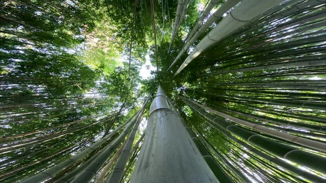 Looking Up At Bamboo Forrest
