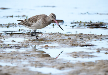  Curlew Moving Forward