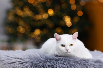 Christmas atmosphere. Cute cat lying on fur rug in cosy room. Space for text