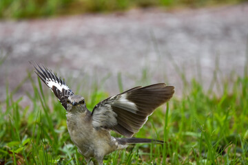 Mockingbird standing on grass