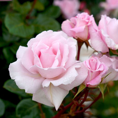 Rosa 'First Crush' (Kormaccap).  A pink floribunda rose bred by Kordes Roses.  Part of the Parfuma Collection.                               