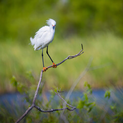 Snowy Egret perched on the branch at St. Andrews State Park.