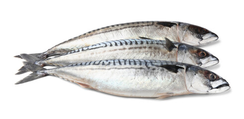 Three tasty raw mackerels isolated on white