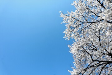 桜　青空　バックグラウンド