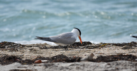 Royal Tern bird on the sand