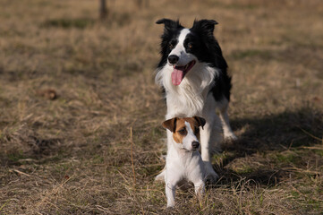 Dog jack russell terrier and border collie walking in the park in autumn. 
