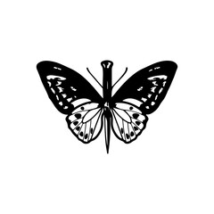 Obraz na płótnie Canvas vector illustration of butterfly and knife