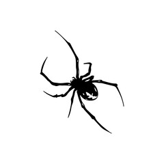 vector illustration of black spider