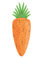 fresh carrot vegetable