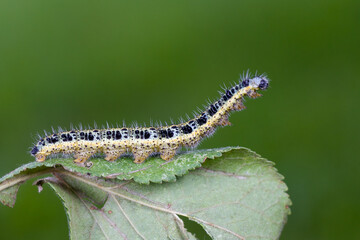 Raupe des Großen Kohlweißlings
