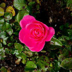 pink rose in garden